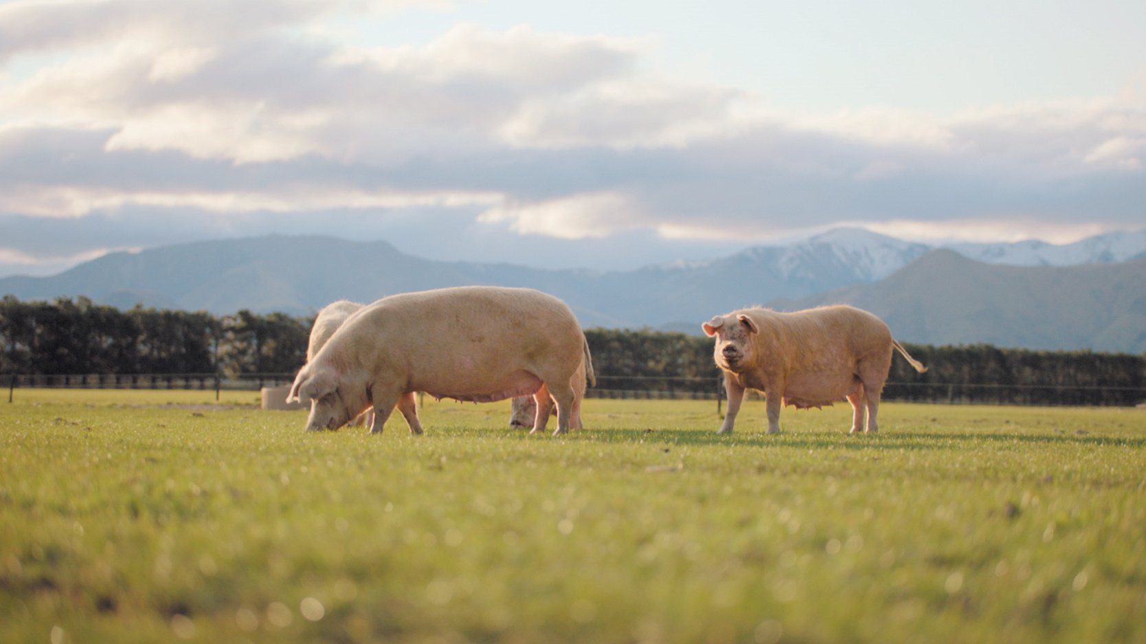 New family partnership brings pork to menu in North Canterbury